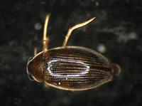 藏品(蚜蟲)的圖片